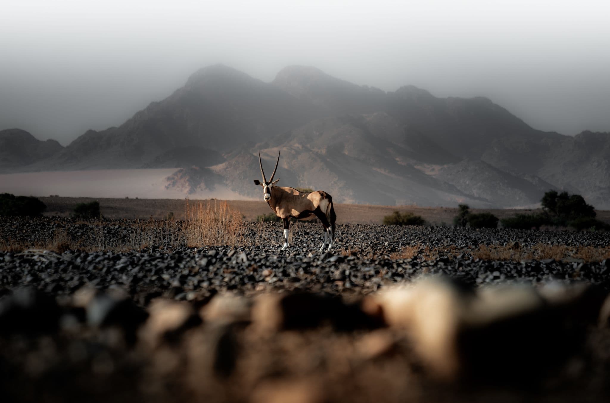 Sossusvlei & Deadvlei Day Trip