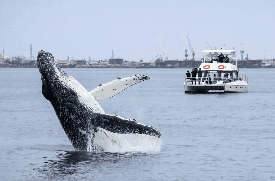 Walvis Bay Catamaran