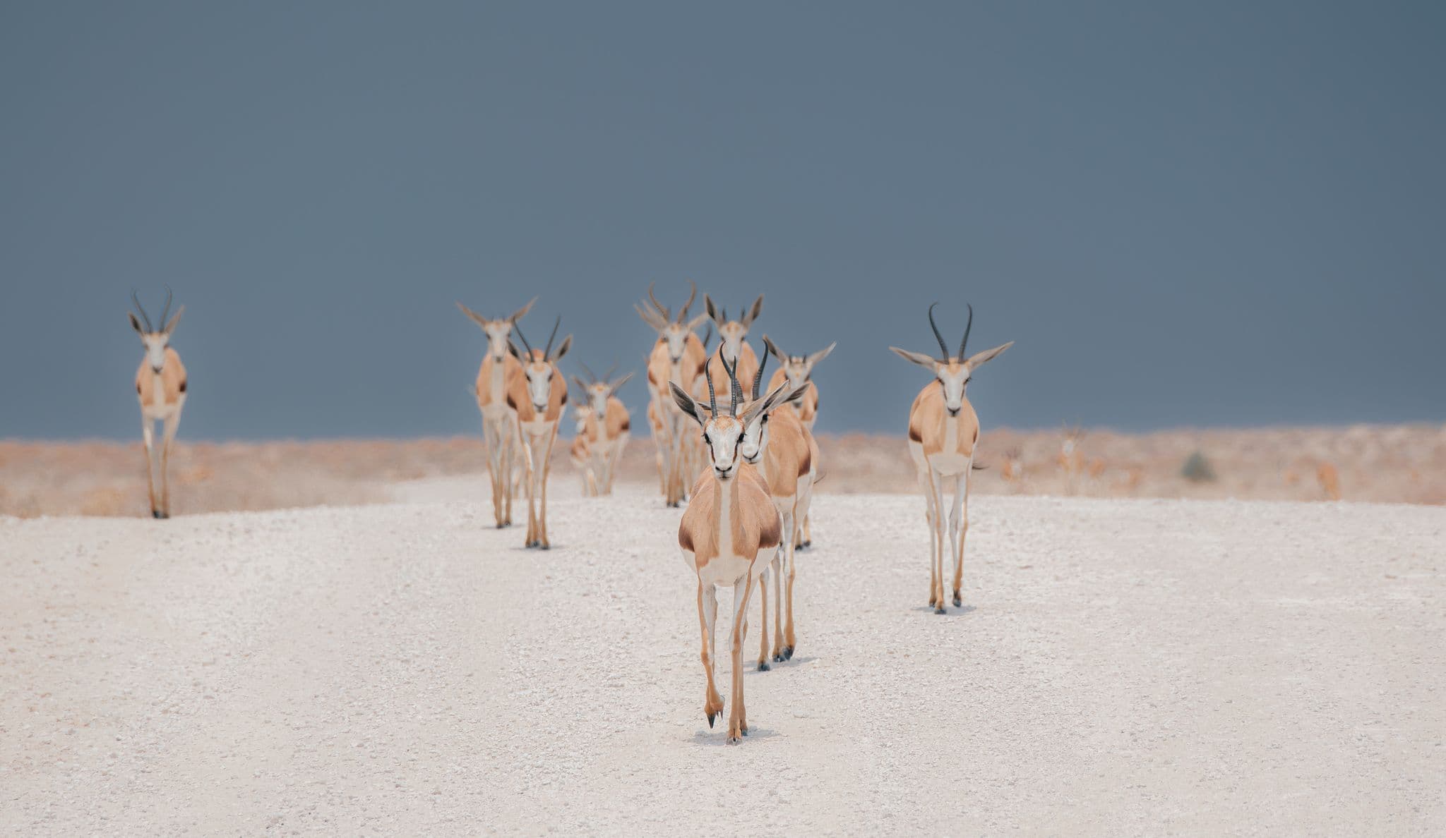 Sossusvlei & Deadvlei Day Trip