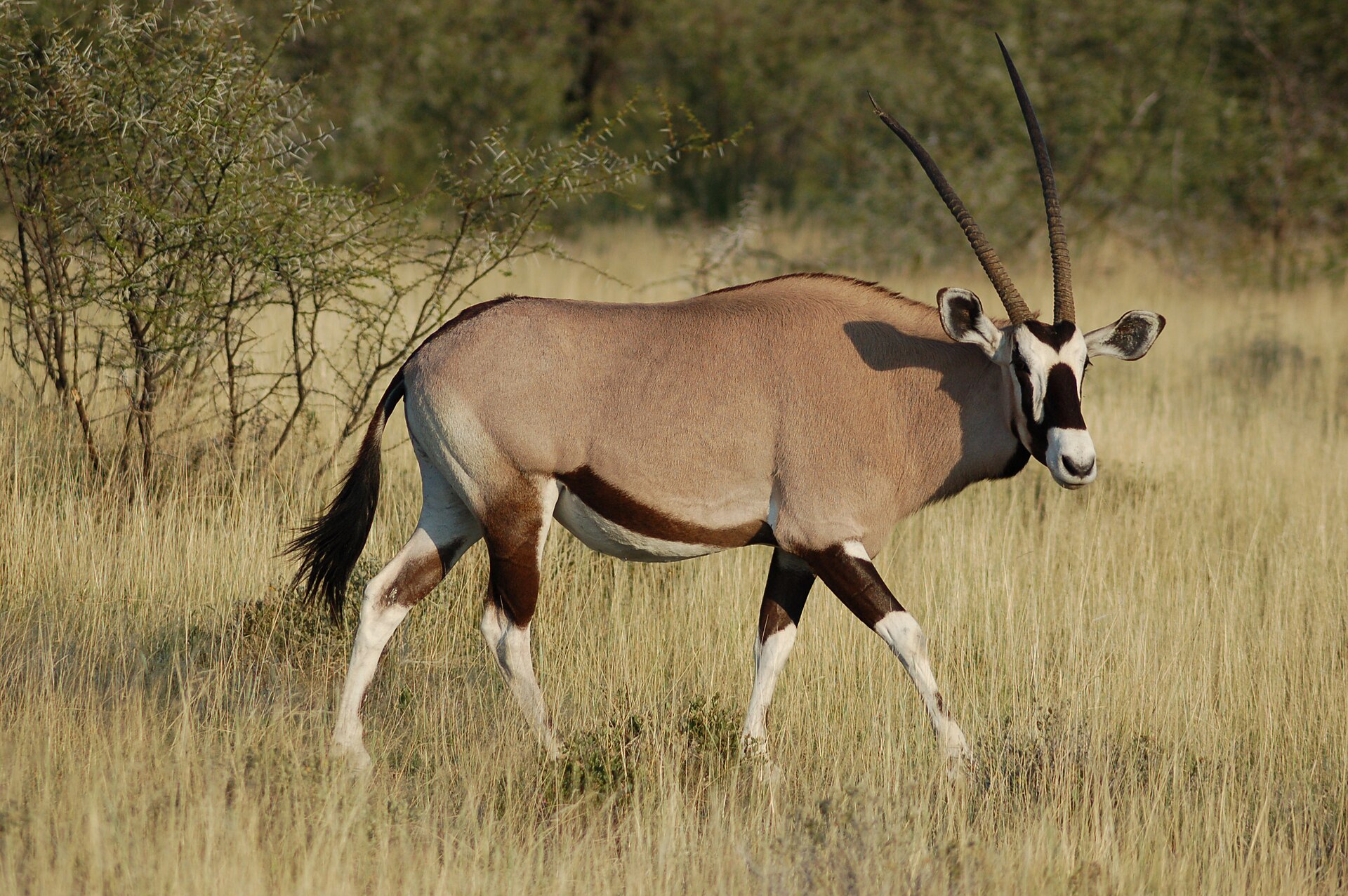 Etosha Wildlife Safari